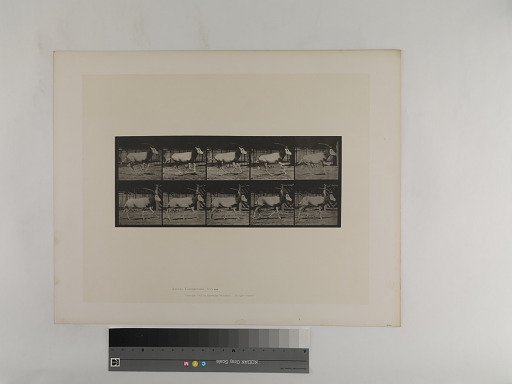 Animal Locomotion. Plate 680.