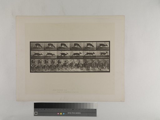 Animal Locomotion. Plate 681.