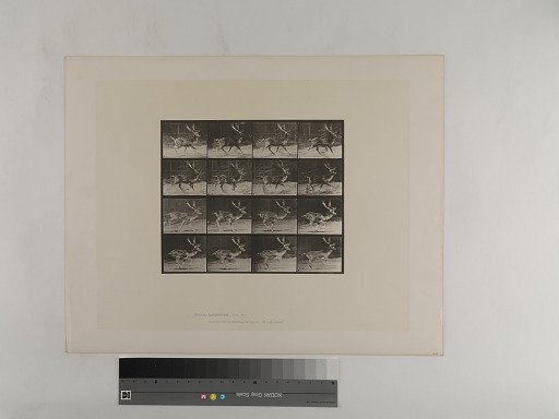 Animal Locomotion. Plate 682.
