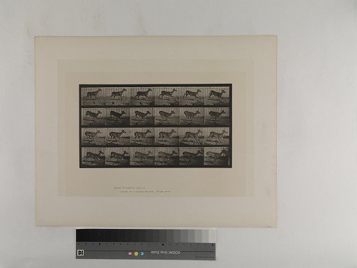 Animal Locomotion. Plate 683.