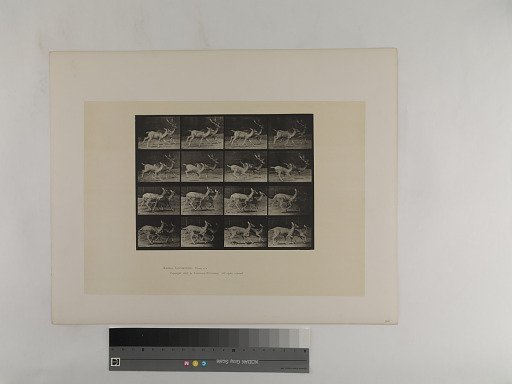 Animal Locomotion. Plate 684.