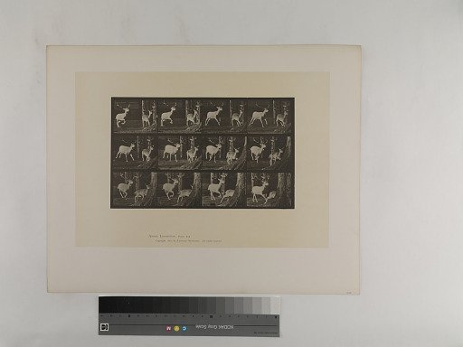 Animal Locomotion. Plate 686.