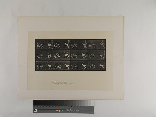Animal Locomotion. Plate 687.