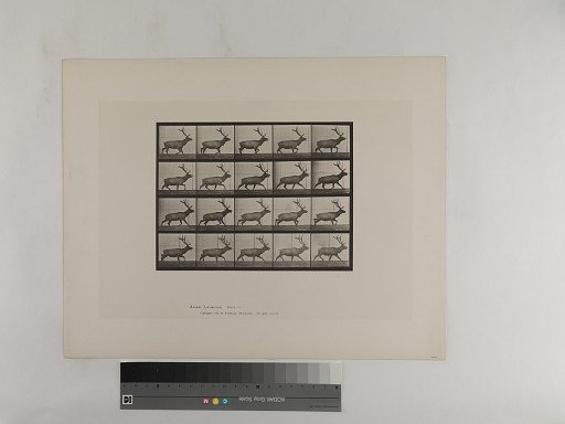 Animal Locomotion. Plate 692.
