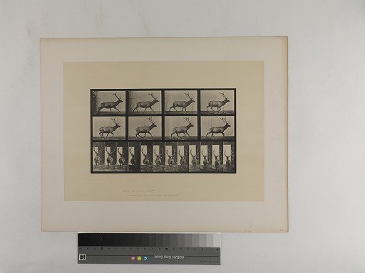 Animal Locomotion. Plate 694.