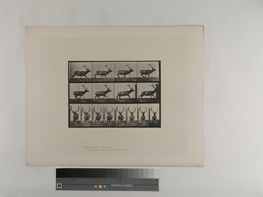 Animal Locomotion. Plate 695.