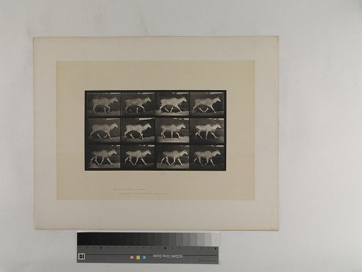 Animal Locomotion. Plate 696.