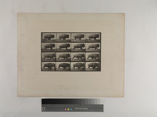 Animal Locomotion. Plate 700.