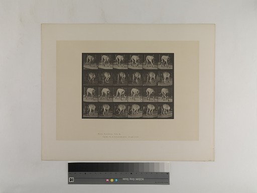 Animal Locomotion. Plate 704.