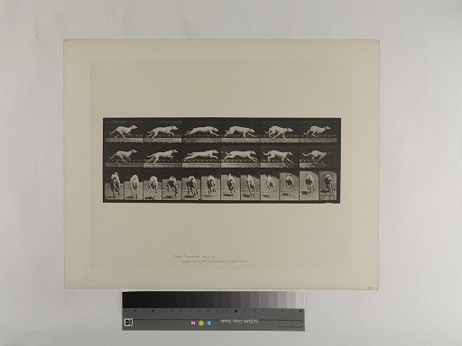 Animal Locomotion. Plate 710.