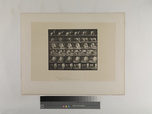 Animal Locomotion. Plate 713.