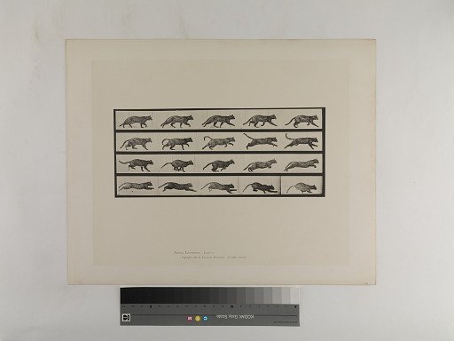 Animal Locomotion. Plate 717.