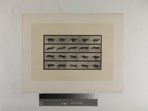 Animal Locomotion. Plate 719.