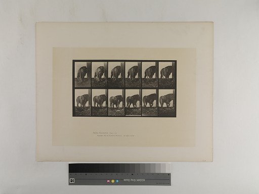Animal Locomotion. Plate 724.