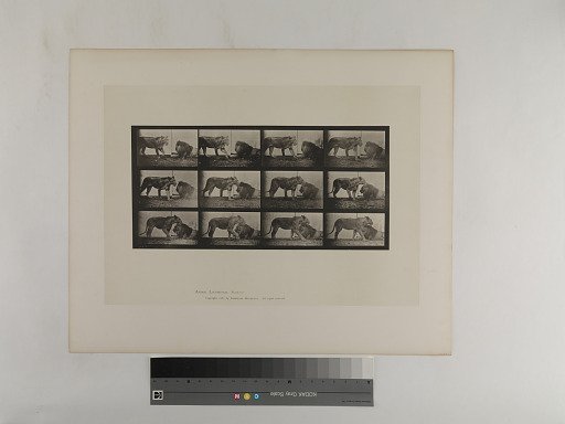 Animal Locomotion. Plate 727.