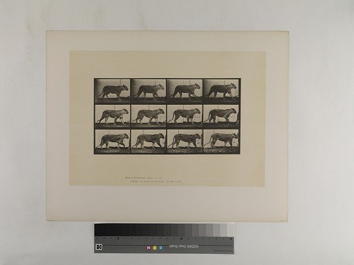 Animal Locomotion. Plate 728.