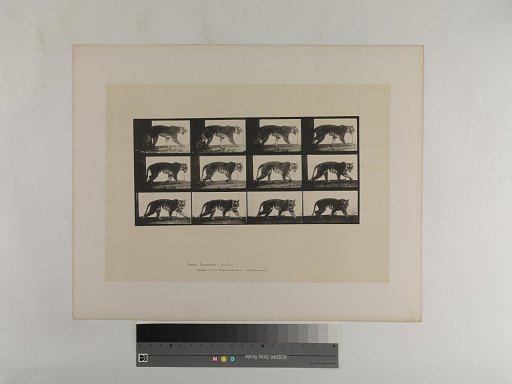 Animal Locomotion. Plate 729.