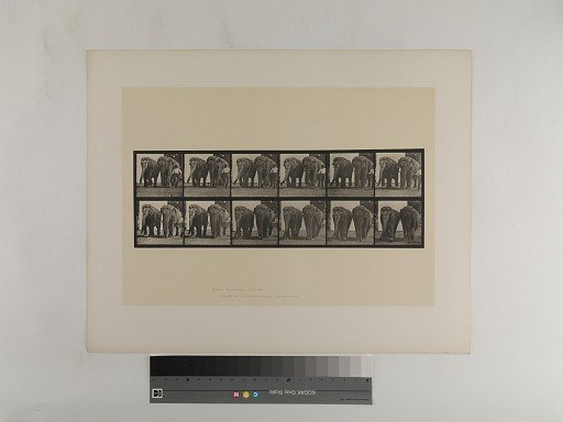 Animal Locomotion. Plate 734.