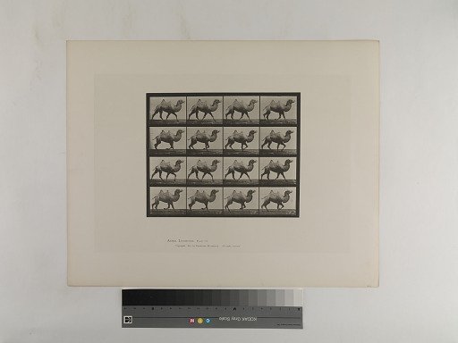 Animal Locomotion. Plate 738.