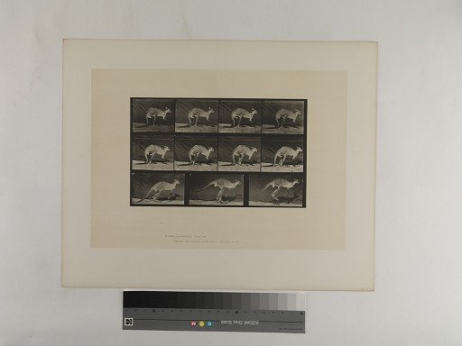 Animal Locomotion. Plate 751.