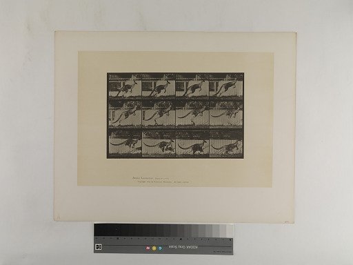 Animal Locomotion. Plate 752.
