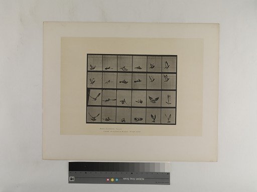 Animal Locomotion. Plate 757.