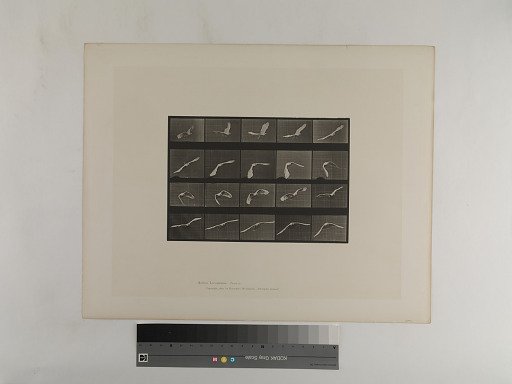 Animal Locomotion. Plate 760.