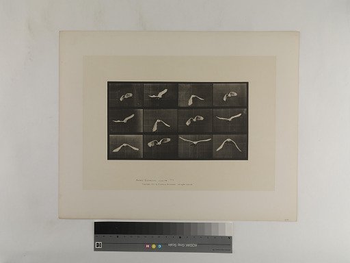 Animal Locomotion. Plate 762.
