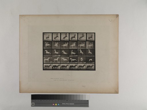 Animal Locomotion. Plate 652.