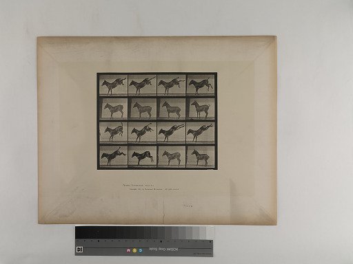 Animal Locomotion. Plate 658.