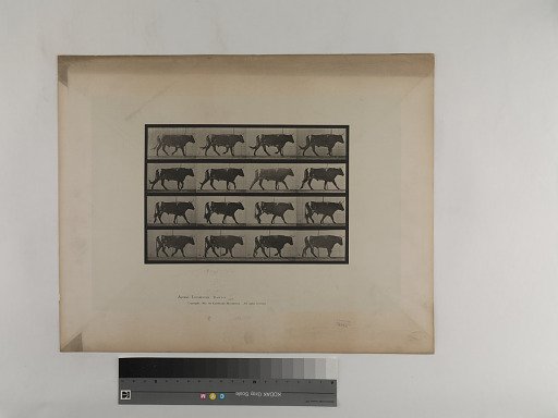 Animal Locomotion. Plate 669.