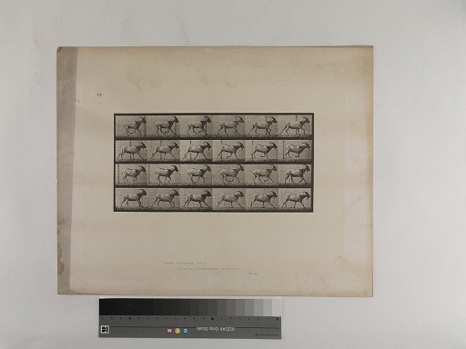 Animal Locomotion. Plate 679.