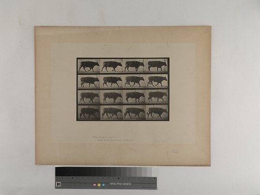 Animal Locomotion. Plate 672.