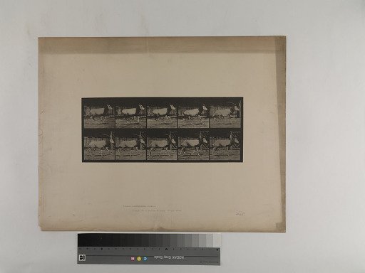 Animal Locomotion. Plate 680.