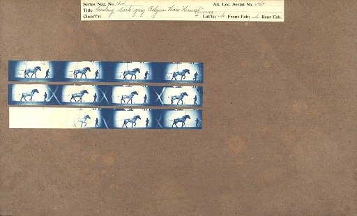 Hauling, dark gray Belgian Horse 'Hansel'