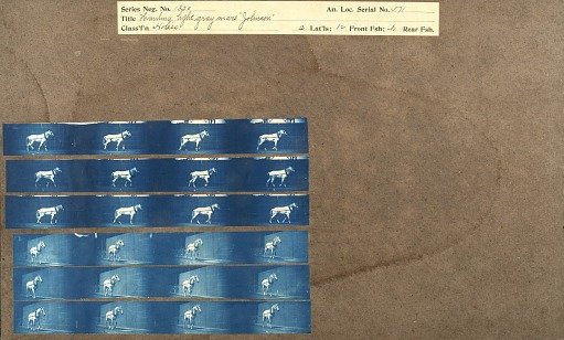 Hauling, light gray mare 'Johnson'