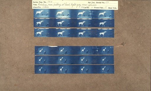 Hauling, man pulling at head, light grey mare 'Johnson'