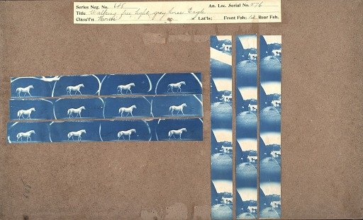 Walking free, light grey horse Eagle