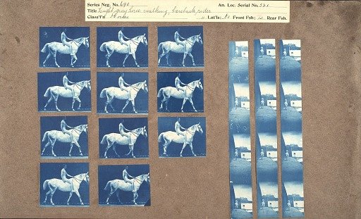 Light gray horse walking, bareback rider