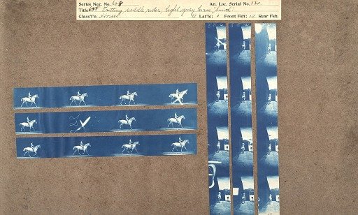 Trotting; saddle rider, light gray horse 'Smith'