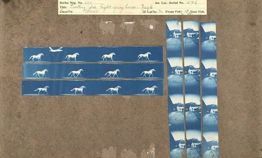 Trotting free, light gray horse - 'Eagle'