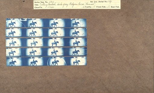 Trotting bareback, dark gray Belgian Horse 'Hansel'