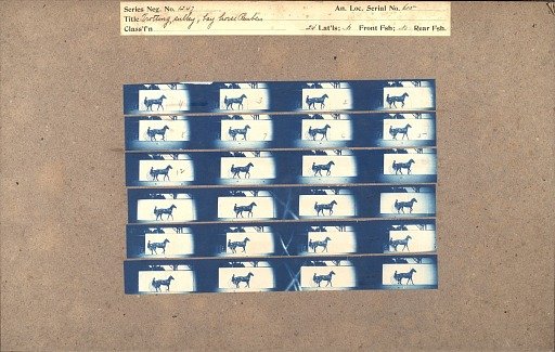 Trotting, sulky, bay horse 'Reuben'