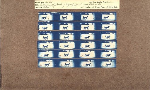 Trotting sulky; breaking to gallop, sorrel mare Flode Holden