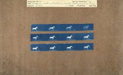 Walking with a bucket in mouth, light gray horse, 'Eagle'