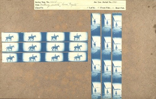 Walking, saddle, horse, 'Gazelle'