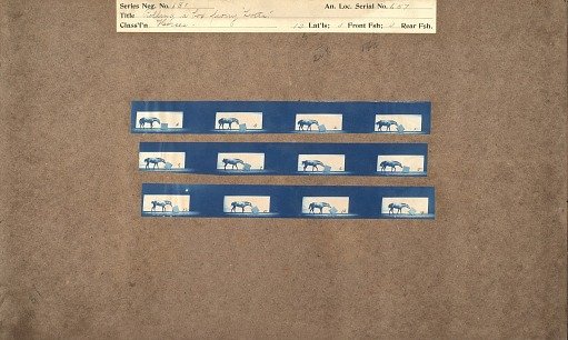 Rolling a box, pony 'Lotta'