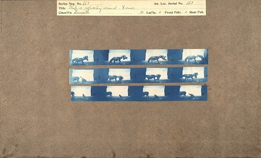 Mule, a refractory animal - Denver