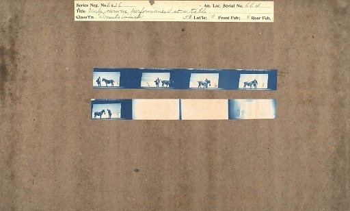Mule, various performances at a table