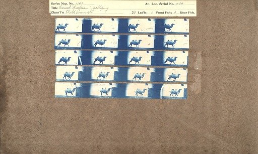 Camel 'Bactrian' galloping